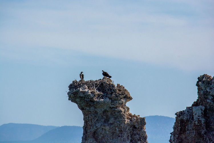 Birds perching on rock