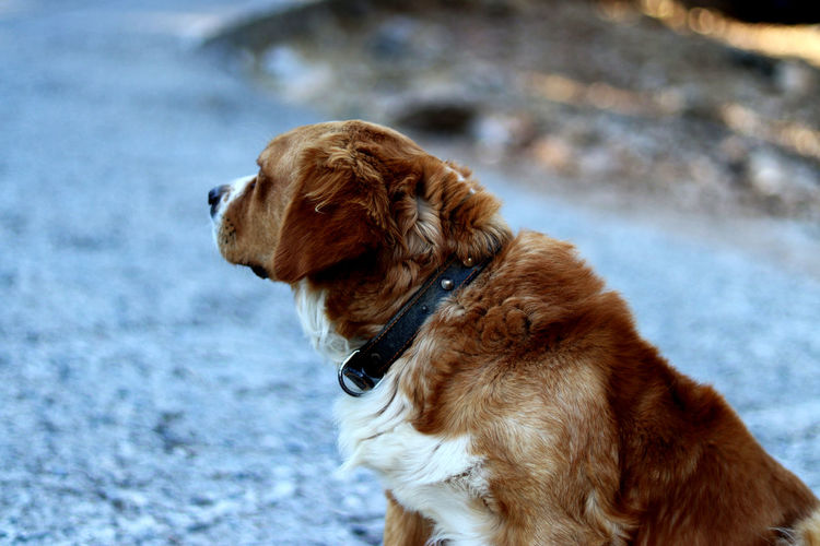 Young saint bernard dog