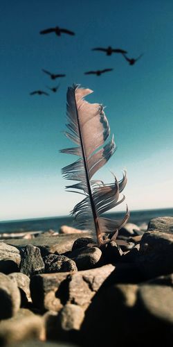 Scenic view of feather in rocks at beach against sky