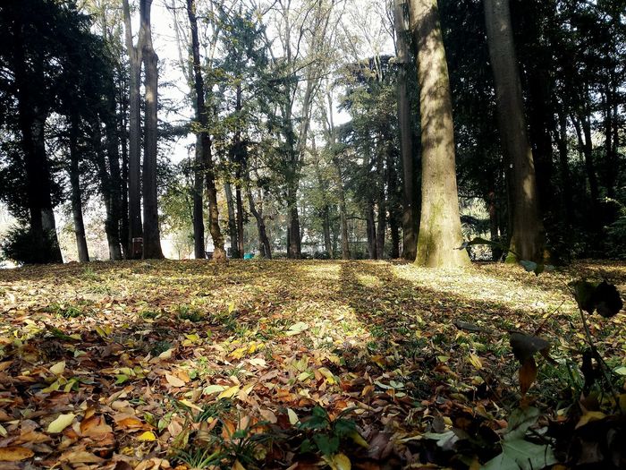 Trees in forest