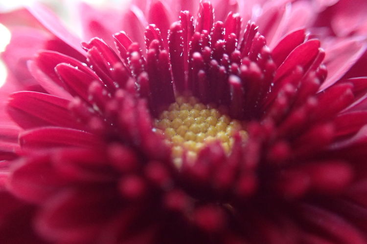 Close-up of pink flower