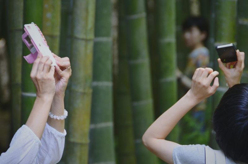 People photographing at bamboo grove