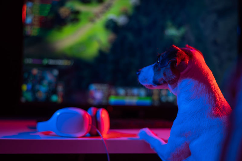 Jack russell terrier dog plays computer games.