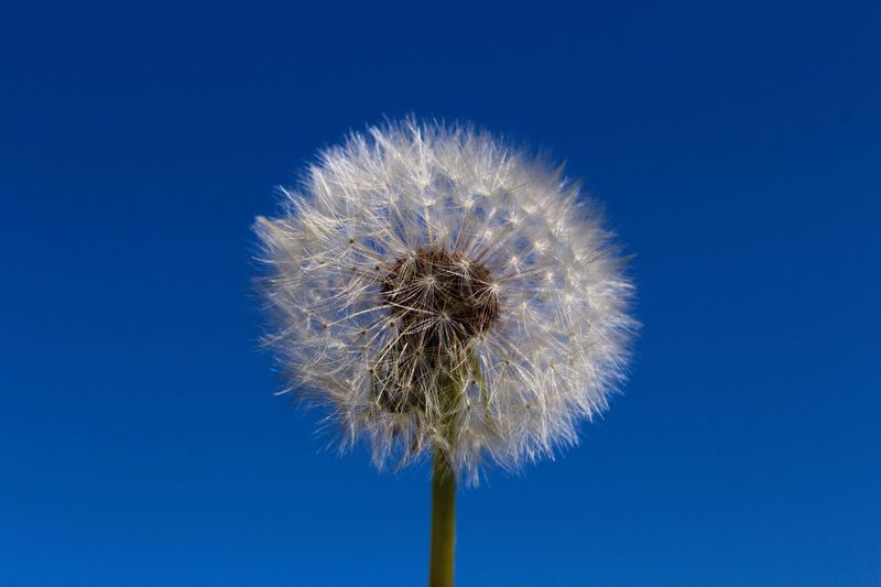 Low angle view of flower against clear blue sky