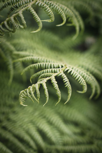Detail shot of fern leaf