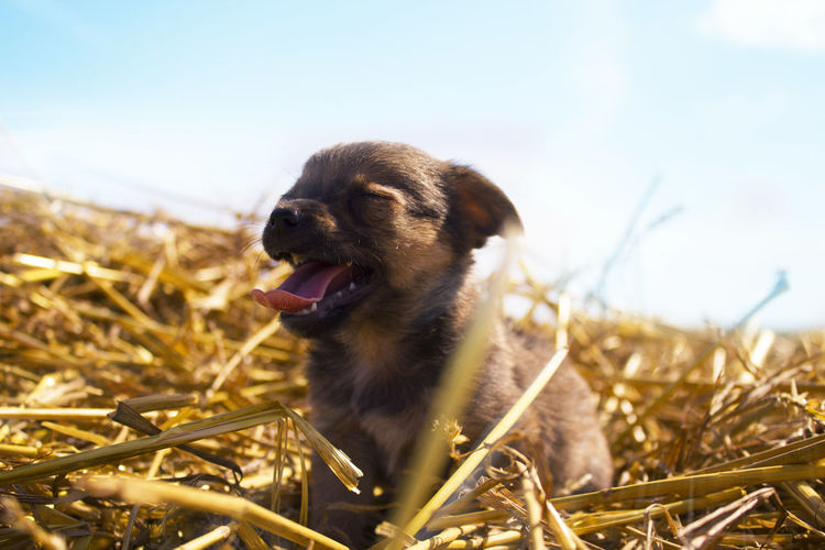 A small brown puppy walks on a wheat field.