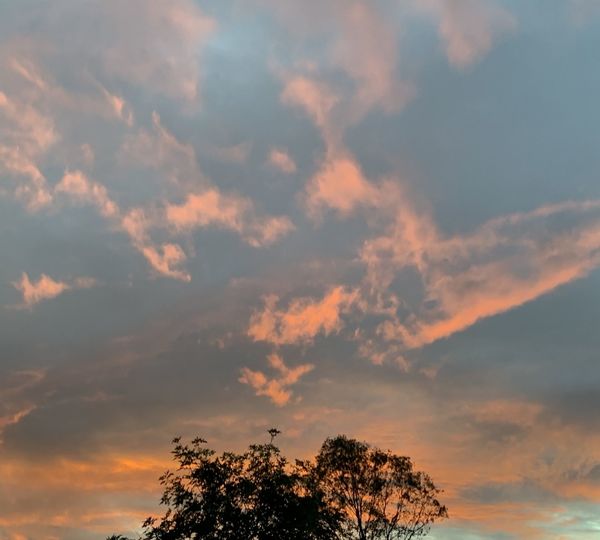 Low angle view of silhouette tree against dramatic sky