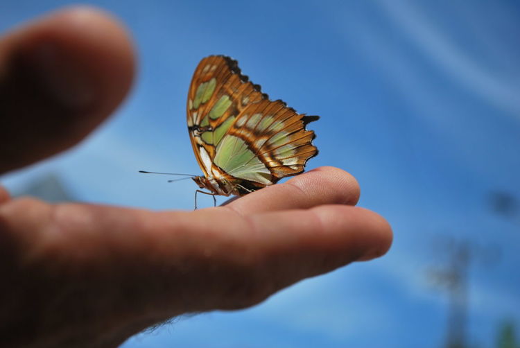 Close-up of butterfly perching on hand