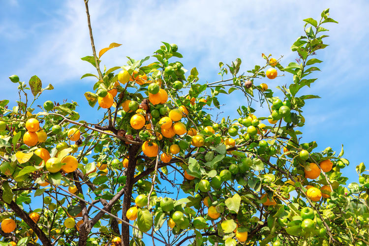 fruit