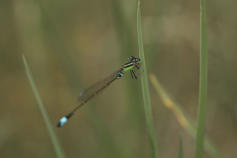 insect