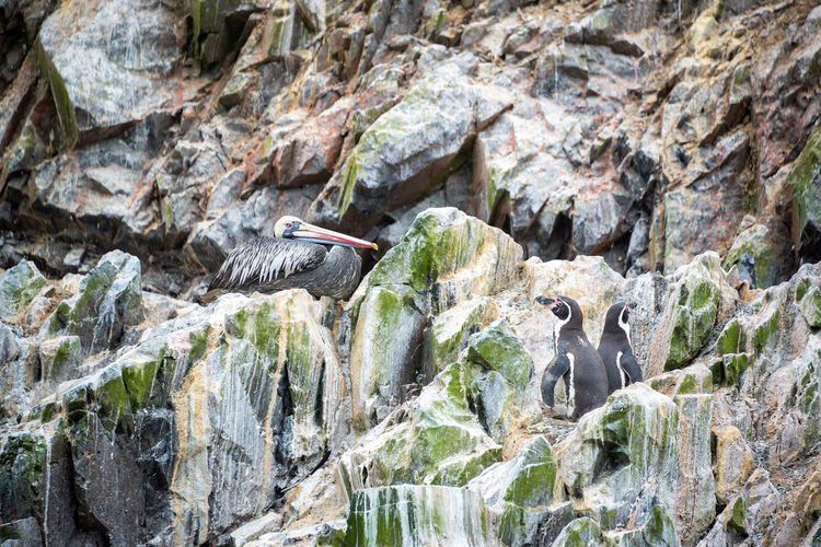 Bird and penguins on rock