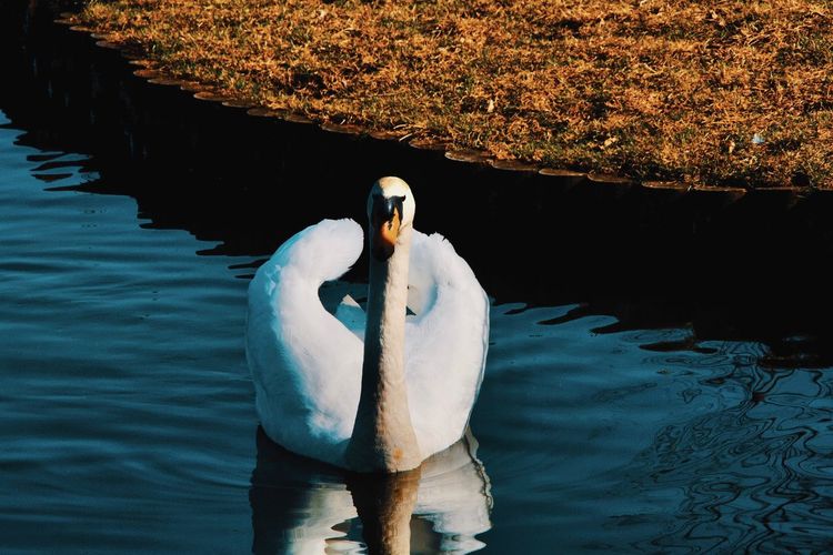 View of swan floating in lake