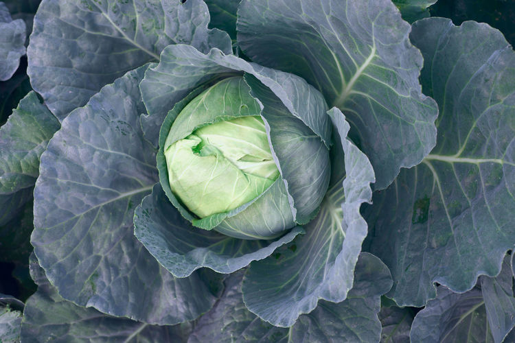 Cabbage angle view of green leaf