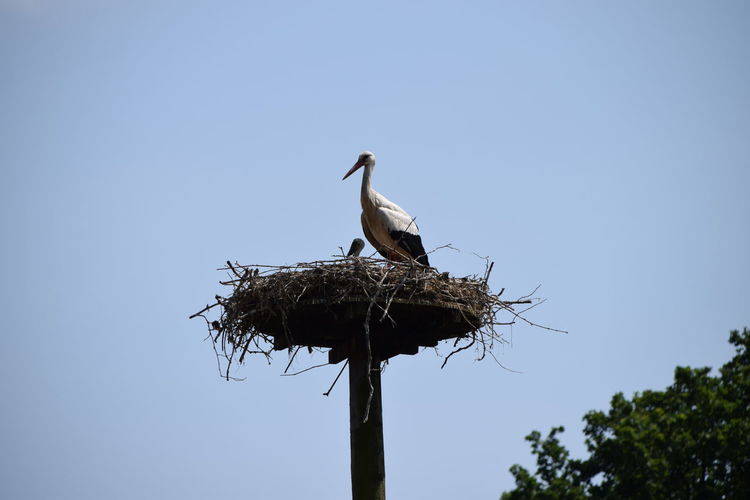 Low angle view of bird perching on wooden post against clear sky