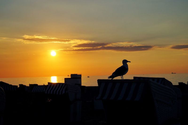 Sunset observer. 