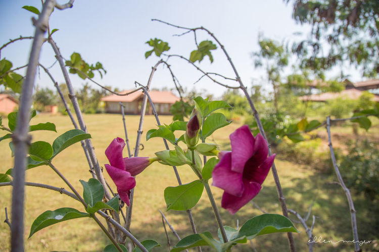 Close-up of pink flowers blooming against sky