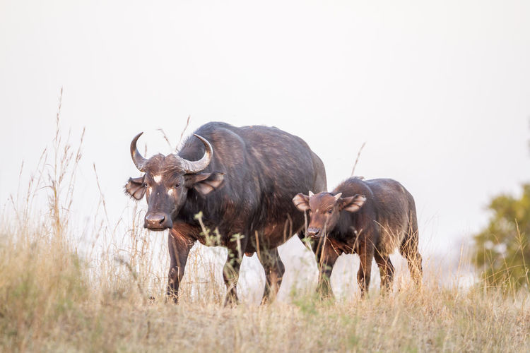 African buffaloes on land