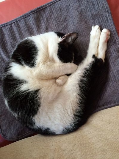 Close-up of cat relaxing on sofa