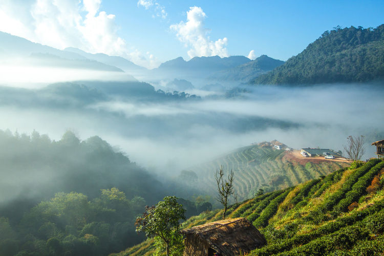 Landscape of tea field with fog in morning at chiangmai thailand.