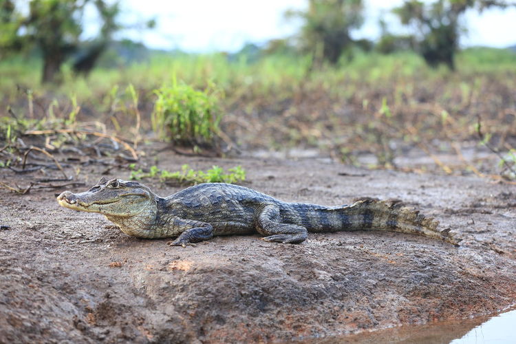 Close-up of crocodile on tree