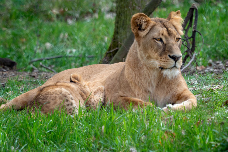Lion resting in a field