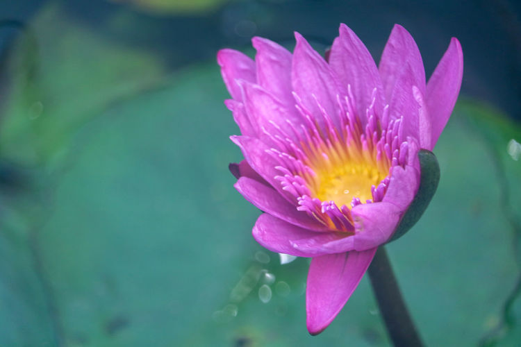 Close-up of pink water lily