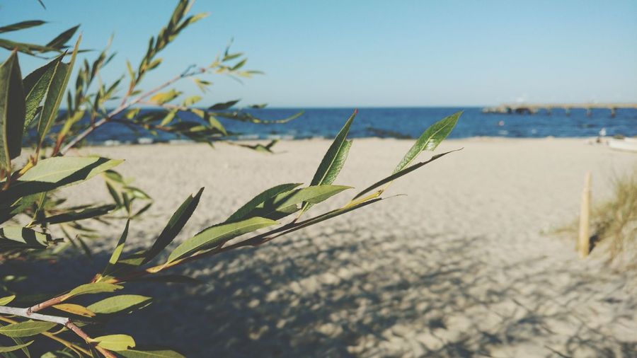 Plants growing on beach against clear sky