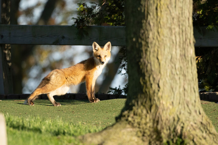 Side view of a red fox kit that is alert and watchful on a sunny day