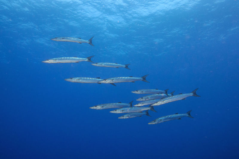 Small school of barracudas at deadalus reef 