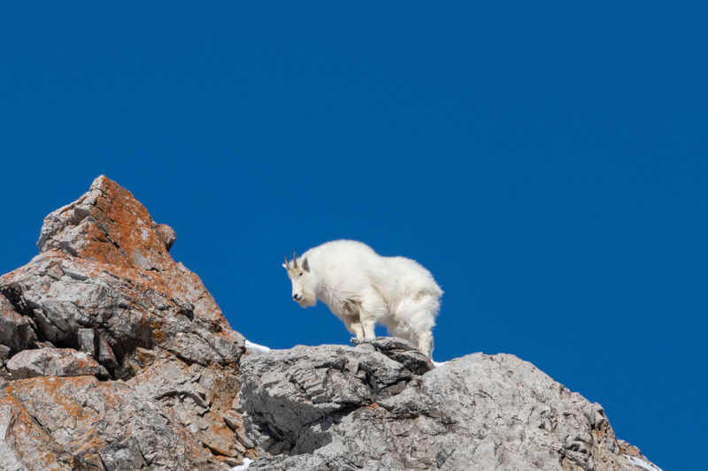 Mountain goat playing king of the mountain