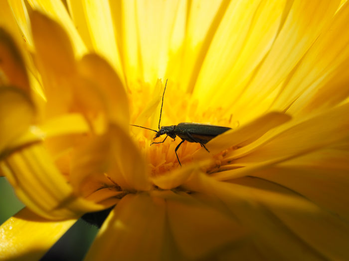 Macro shot of insect on yellow tickseed flower