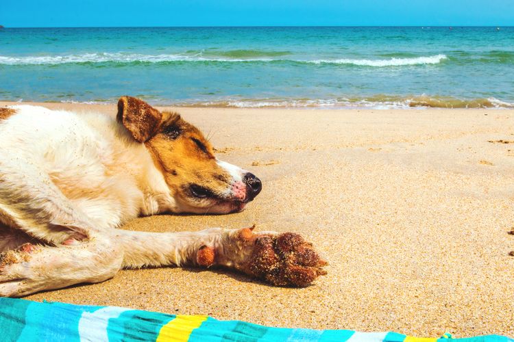 Two dogs relaxing on beach