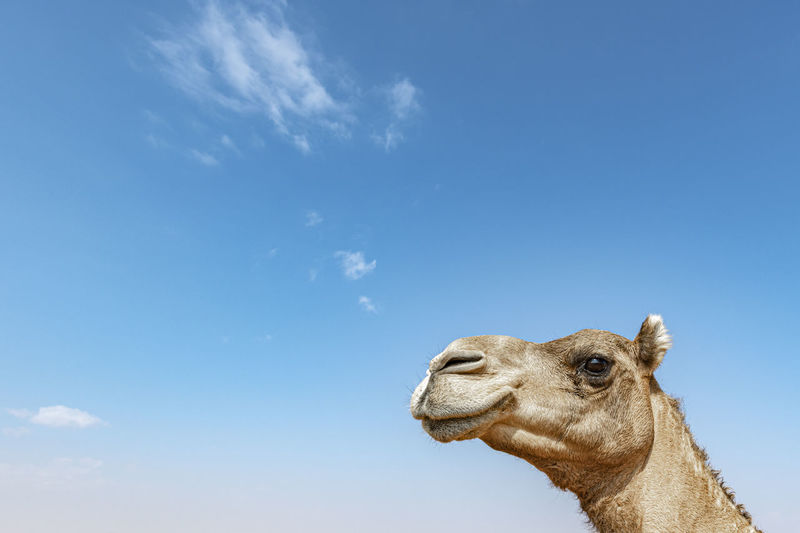 Low angle view of camel against blue sky