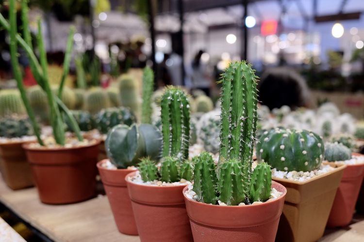 Potted cactus plants at market stall