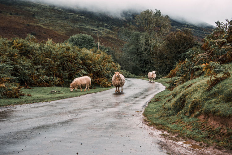 View of sheep on road along trees