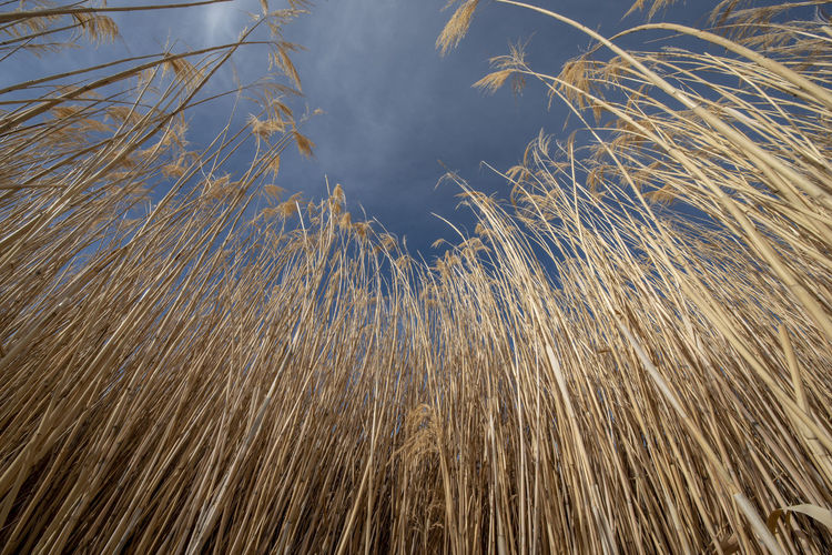 Full frame shot of dry grass by lake against sky