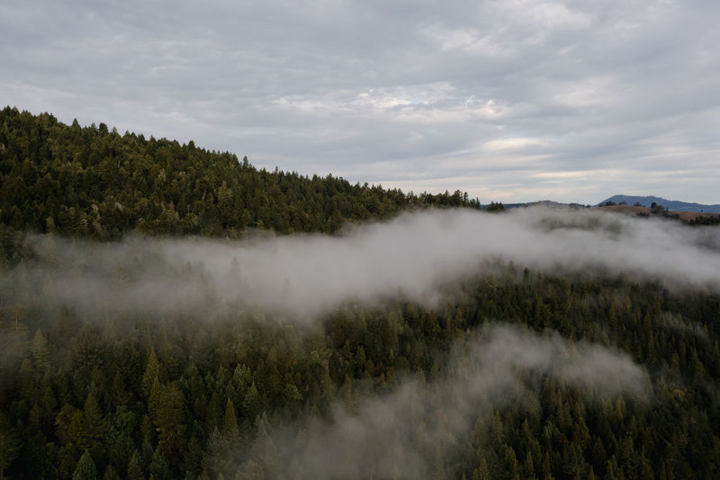 Scattered fog above douglas fir tree forest in the pacific northwest