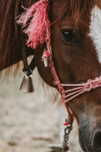 Close-up of a horse with a bell