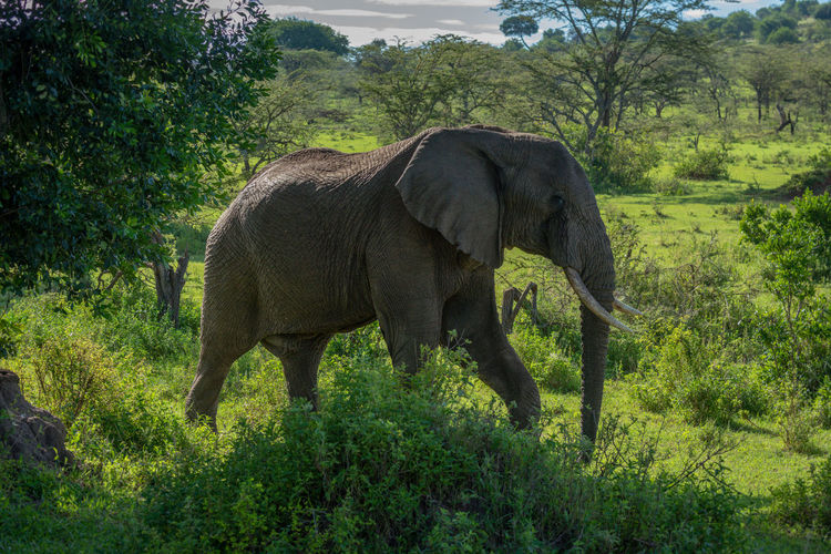 African elephant walks past bushes on savannah