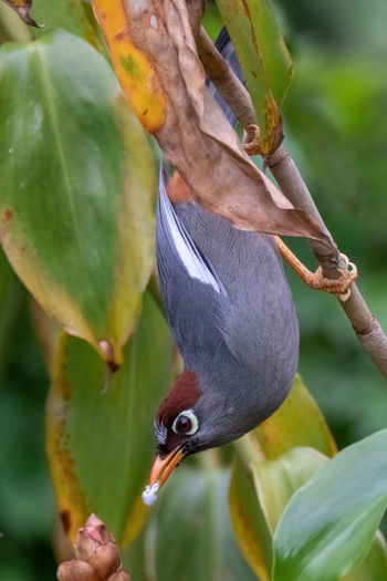 Close-up of bird eating plant
