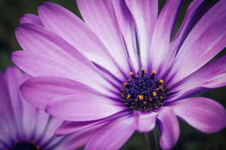 Close-up of purple osteospermum blooming outdoors