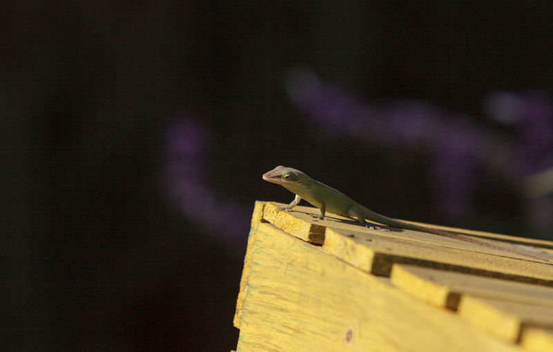 Side view of a lizard against blurred background
