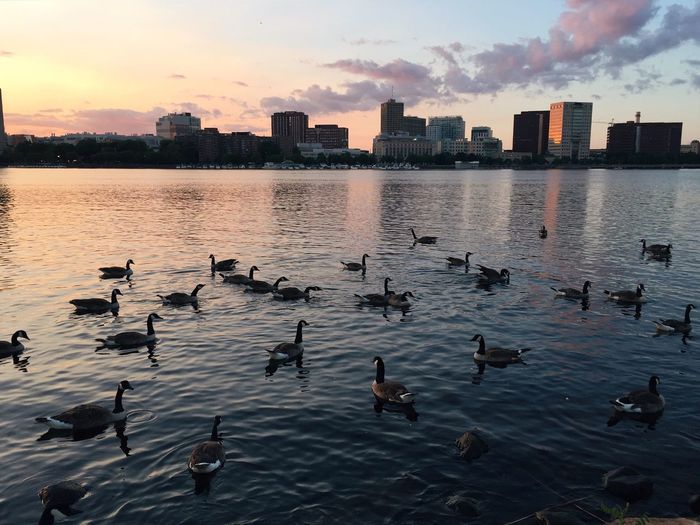 Flock of ducks floating on water