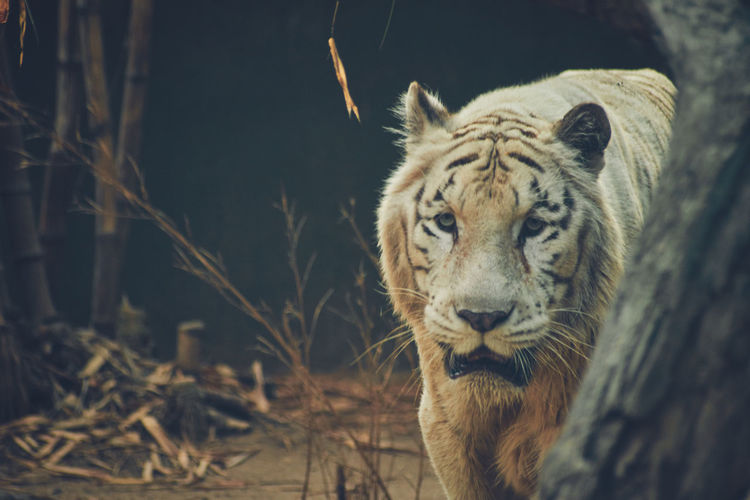 Portrait of a white tiger on land