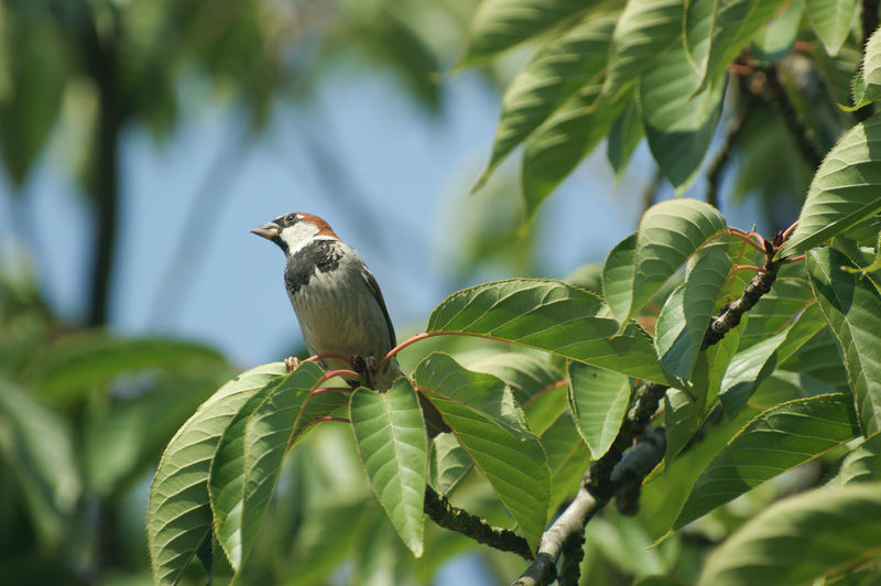 Male common sparrow passer domesticus close up in a tree sitting on branch in sunlight with blue sky 