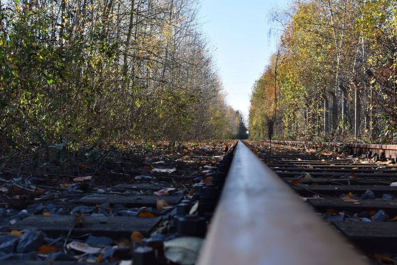 Surface level of railroad tracks in forest