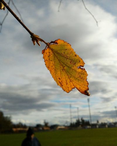 Close-up of leaf on field against sky during autumn