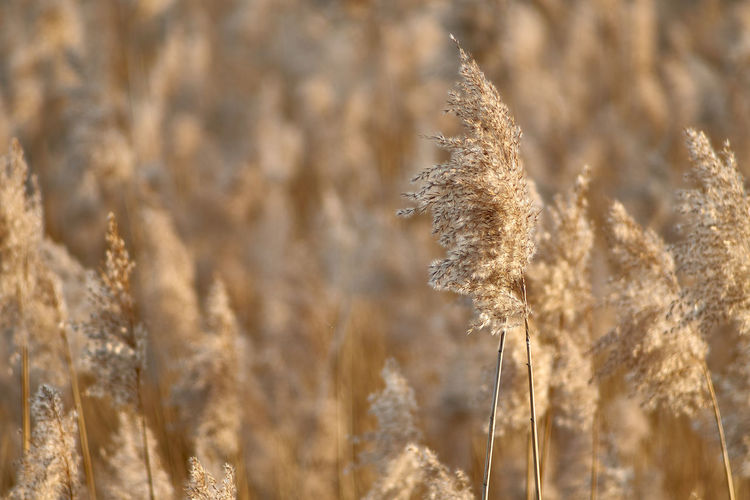 Close up of reed grass in light of spring sunset
