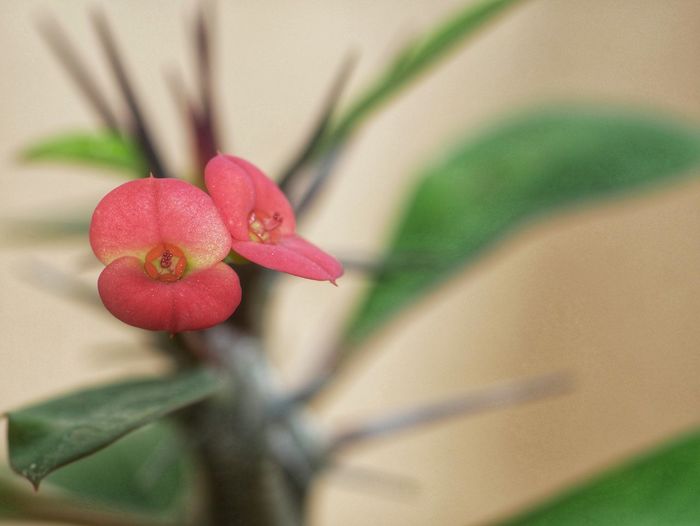 Close-up of pink flowering plant
