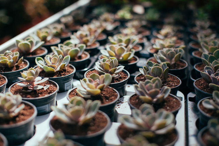 Close-up of succulent plants on table